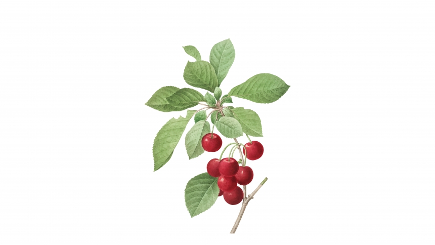 5 Benefícios da Acerola para a Saúde